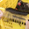 Wholesale XR 100% Brazilian Human Hair 5x5 Straight Swiss Lace Closure