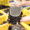 Wholesale 5x5 Deep Wave Virgin Brazilian Human Hair HD Lace Closure